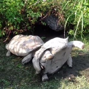 tartaruga-desvira-amiga-em-zoo-taipei-taiwan16dez2014