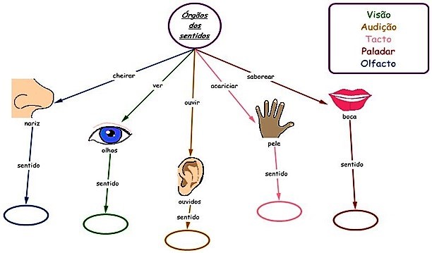 pt_corpo_orgaos-sensoriais